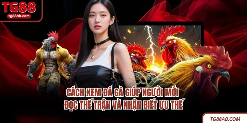 Cách xem đá gà giúp người mới đọc thế trận và nhận biết ưu thế