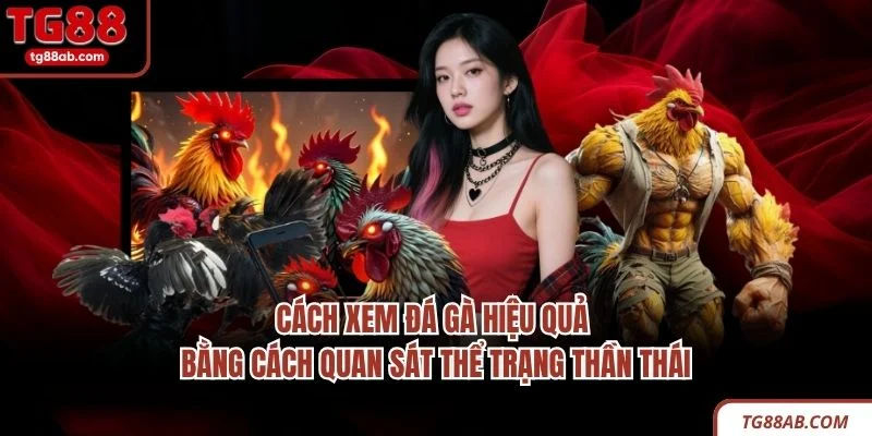 Cách xem đá gà hiệu quả bằng cách quan sát thể trạng thần thái